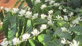 flor do café