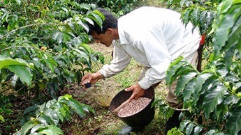Aplicação de fertilizantes, preparo para o plantio Aplicação de fertilizantes, preparo para o plantio