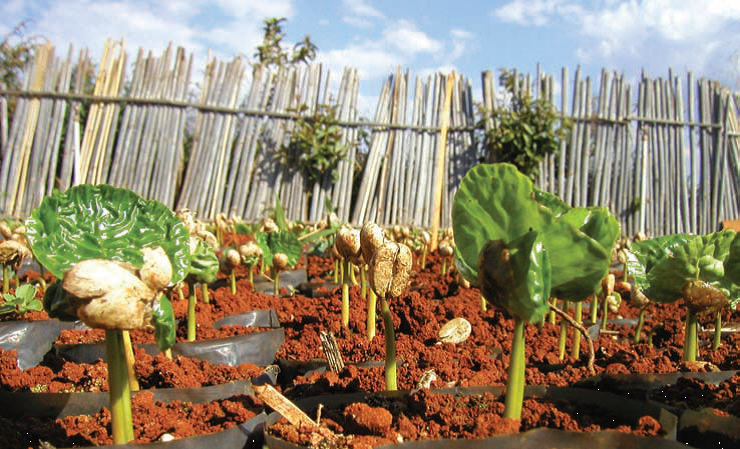 Planta de café