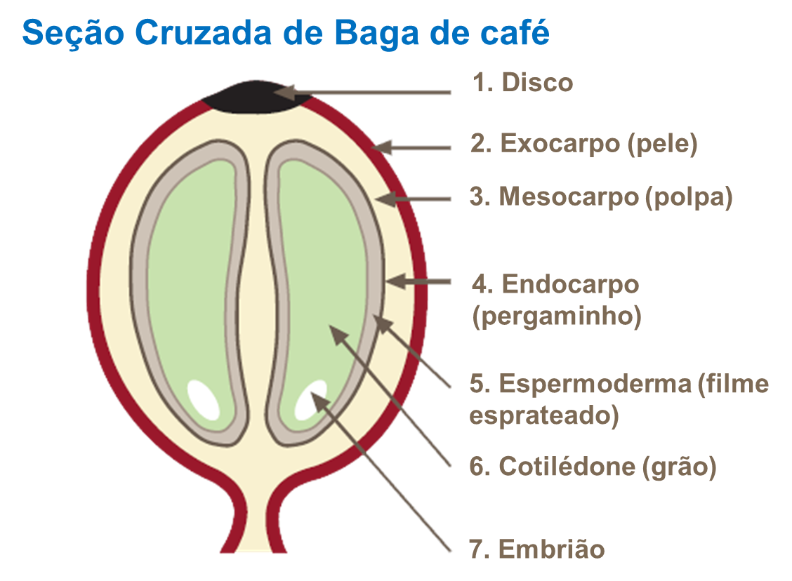 Glossário do café