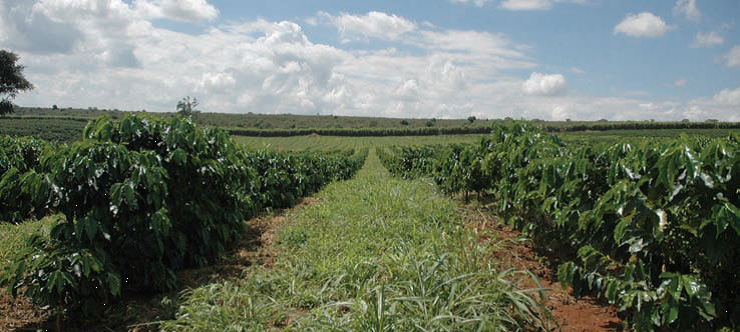 Árvores de café