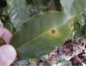 Anthracnose na folha Anthracnose na folha