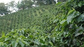 Produção de café