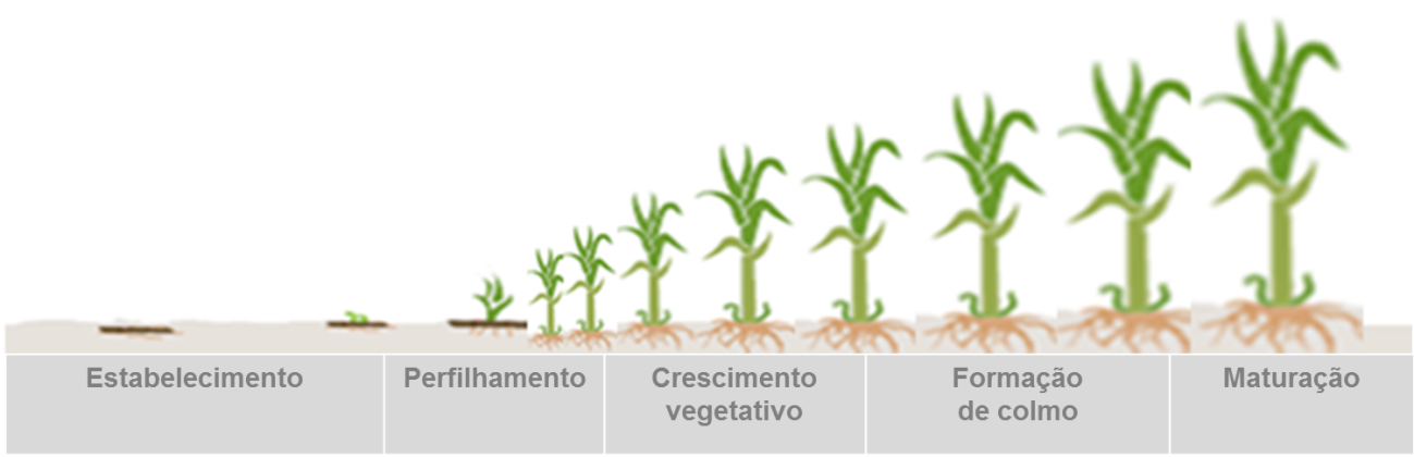 Crescimento da cana