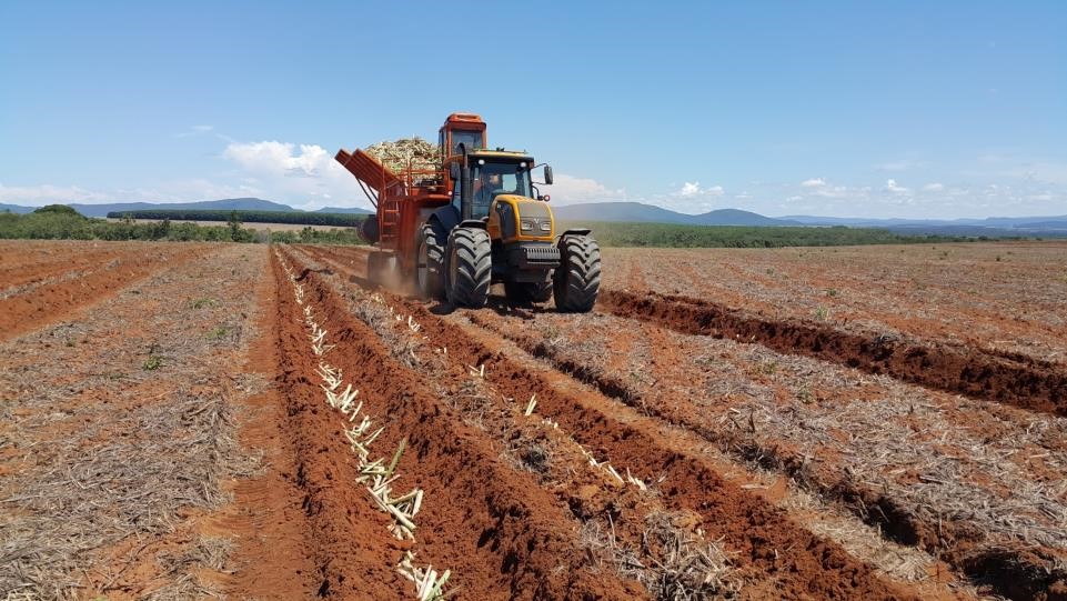 Cultivo de cana