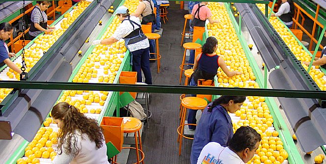 Seleção de laranjas na Flórida. Seleção de laranjas na Flórida.