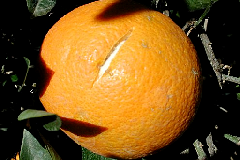 Rachaduras na casca