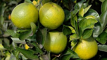 A casca de laranjas maduras permanece verde-amarelada em climas tropicais. A casca de laranjas maduras permanece verde-amarelada em climas tropicais.