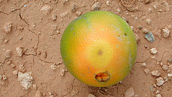 As larvas das moscas danificam a casca e causam amadurecimento desigual As larvas das moscas danificam a casca e causam amadurecimento desigual
