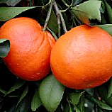 Poncãs