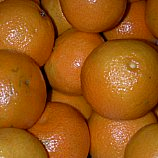 tangerina comum