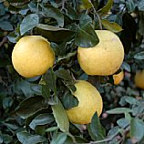 Toranja