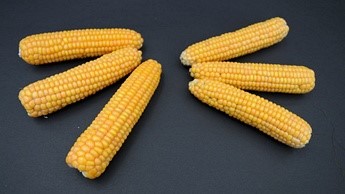 Optimum conditions (left) vs. potassium deficiency (right) in maize cobs Fósforo