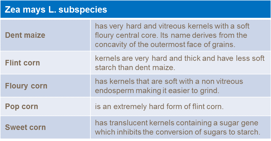 Zea mays