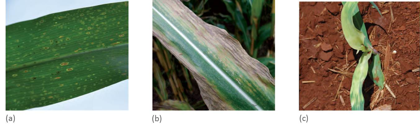 (a) Pontos de olho, (b) Helminthosporium, (c) Cloroses na folha causadas por herbicidas (a) Pontos de olho, (b) Helminthosporium, (c) Cloroses na folha causadas por herbicidas