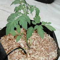 Cultivado em fibras de casca de coco Cultivado em fibras de casca de coco