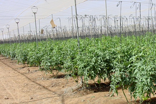 Cultivados em solo Cultivados em solo