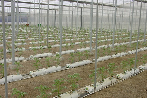 Cultivado em substrato Cultivado em substrato