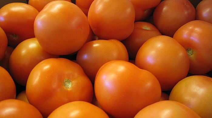 Formato e cor uniforme são duas características importantes para o mercado de tomate fresco Formato e cor uniforme são duas características importantes para o mercado de tomate fresco