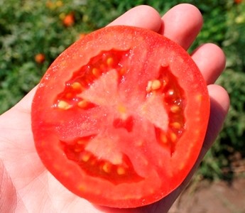 tomates industriais