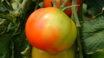 cor do tomate