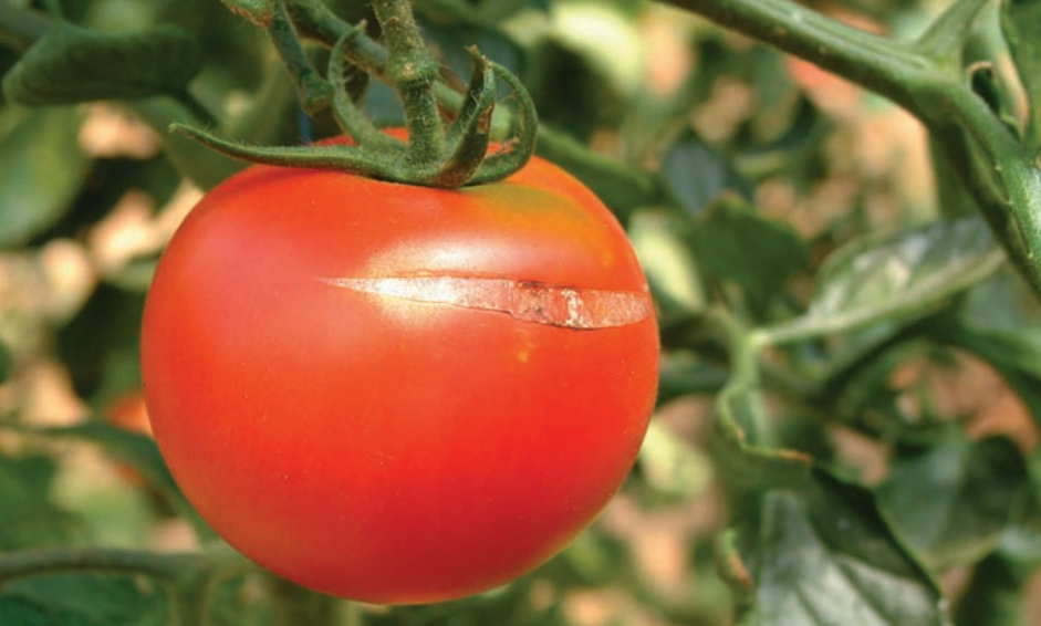 tomate