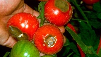 Podridão apical