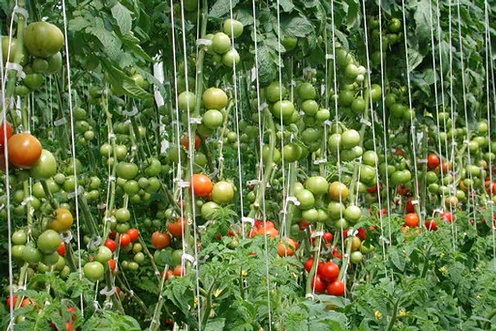 Tomates indeterminados Tomates indeterminados