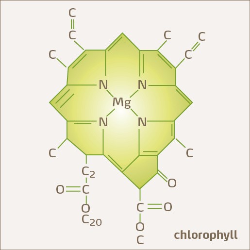 Clorofila
