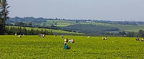 Engajamento na áfrica
